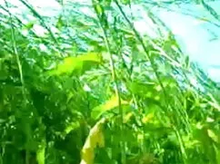 अमेरिकी भारतीय सेक्स ...